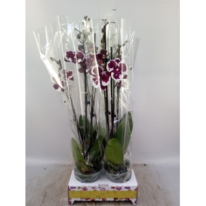 Phalaenopsis   ...