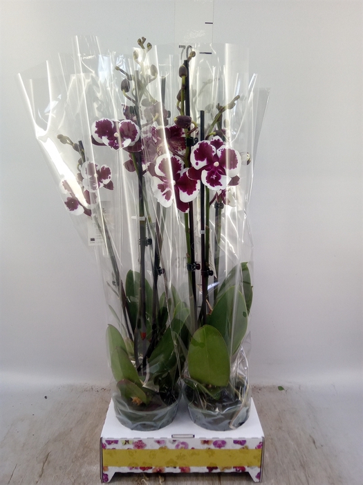 <h4>Phalaenopsis   ...</h4>