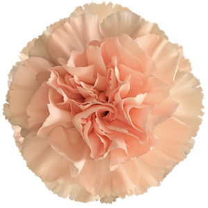 <h4>DIAN.ST. Novia</h4>