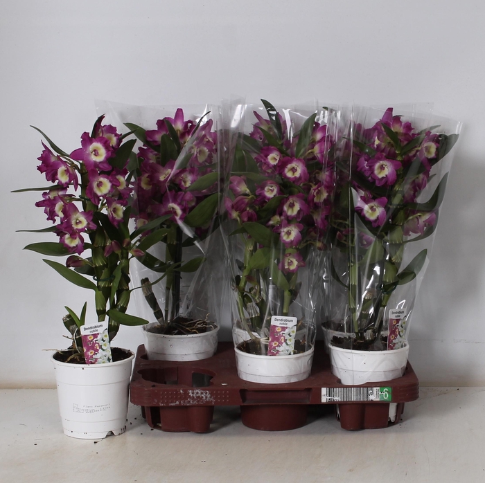 <h4>Dend Nobile</h4>