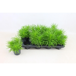 Senecio archeri Himalaya 10,5Ø 15cm