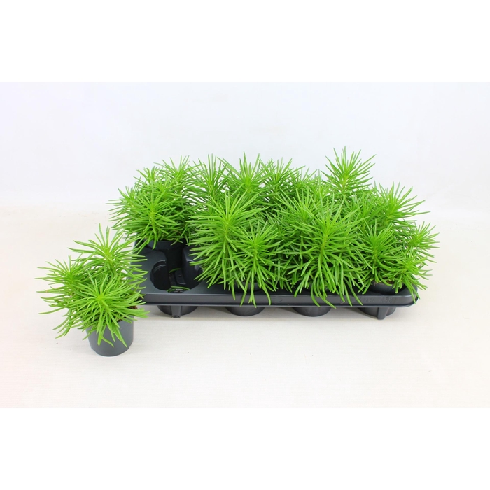 <h4>Senecio archeri Himalaya 10,5Ø 15cm</h4>