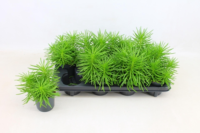 Senecio archeri Himalaya 10,5Ø 15cm