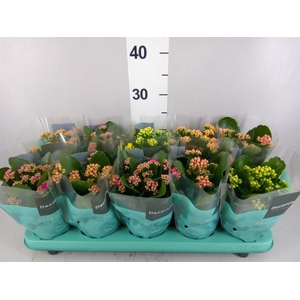 Kalanchoe blos.   ..rosebud mix  5