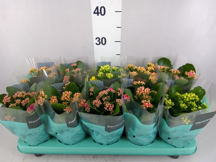 <h4>Kalanchoe blos.   ..rosebud mix  5</h4>