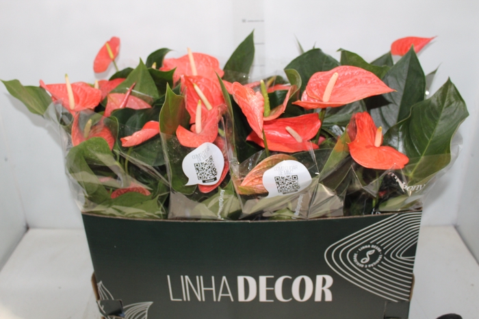 <h4>ANTHURIUM VARIADO P15</h4>