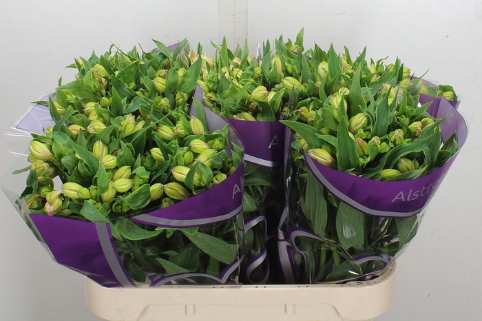 <h4>Alstroemeria  'Wonder Sweet'</h4>