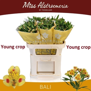 Alstr Bali
