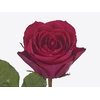 Rosa large madam cerise