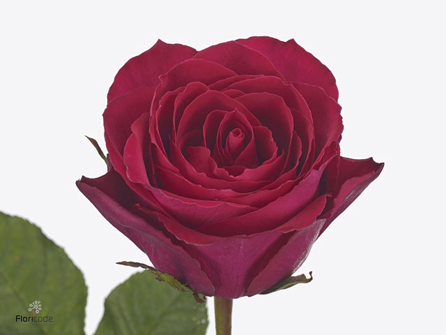 <h4>Rosa large madam cerise</h4>