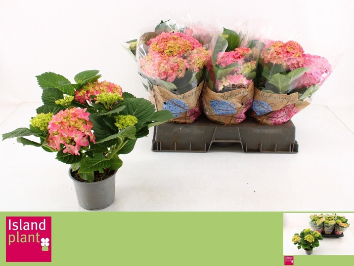 <h4>HYDR M FREUDENSTEIN</h4>