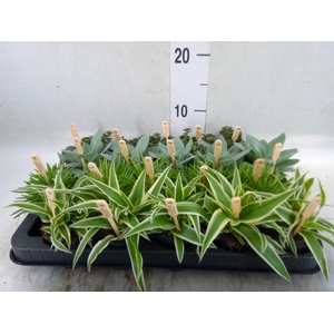 Planten  ..mix