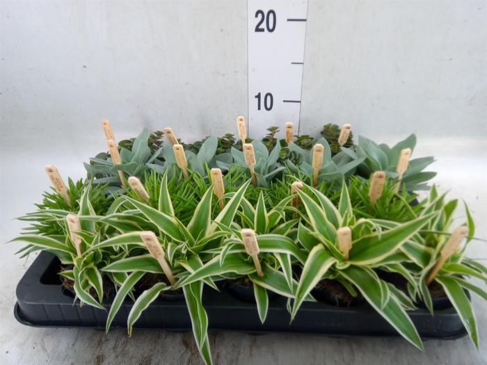 <h4>Planten  ..mix</h4>