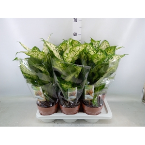 Dieffenbachia  'Compacta'