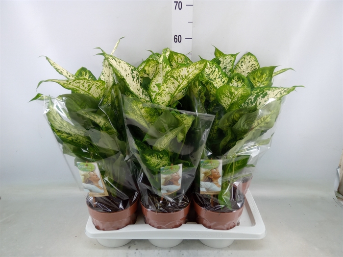 <h4>Dieffenbachia  'Compacta'</h4>