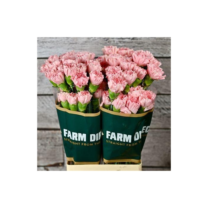 <h4>Di St Illusion</h4>