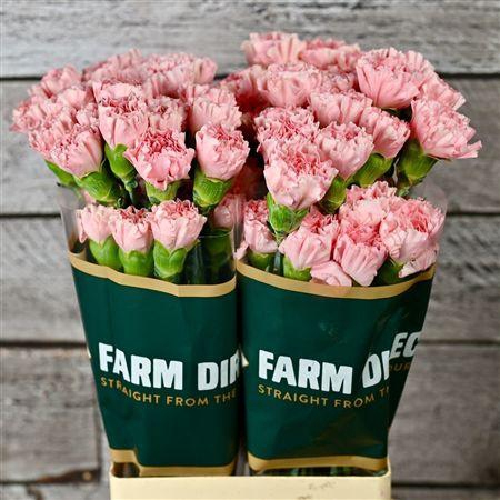 <h4>Di St Illusion</h4>