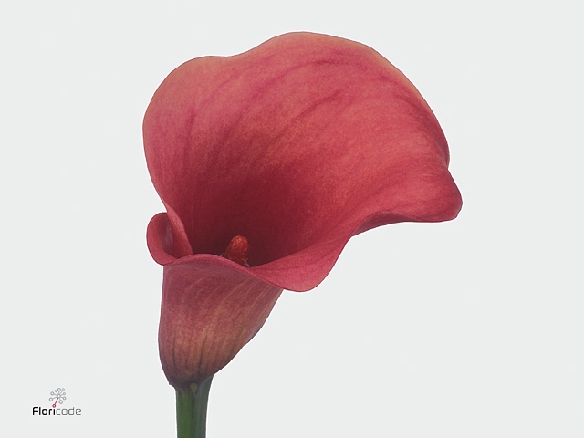 Calla Captain Romance Kallaland