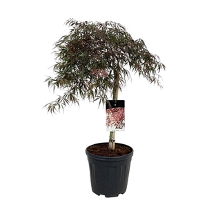 Acer pal. 'Garnet'