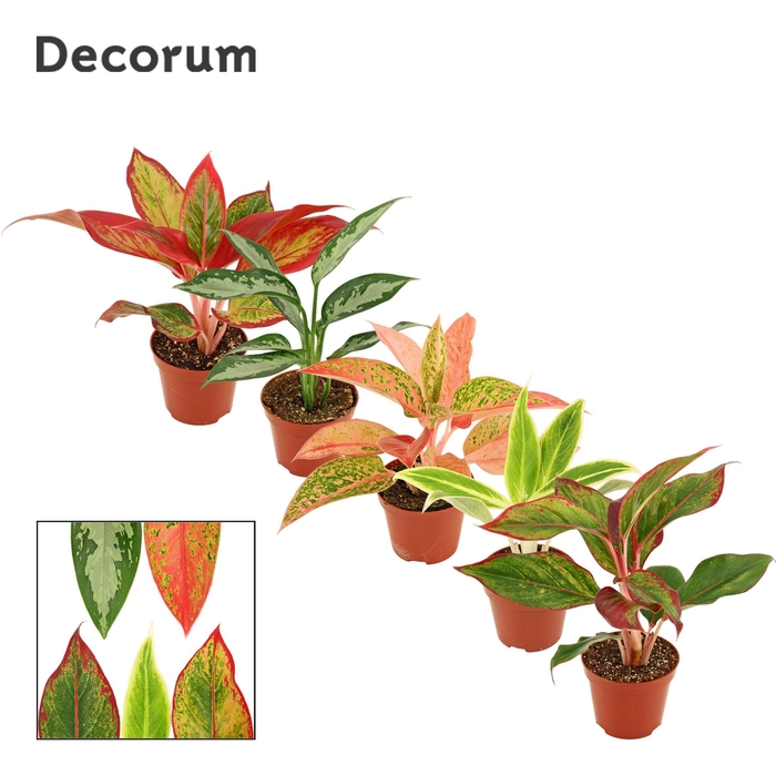 <h4>Aglaonema Mix 9 cm (Decorum)</h4>