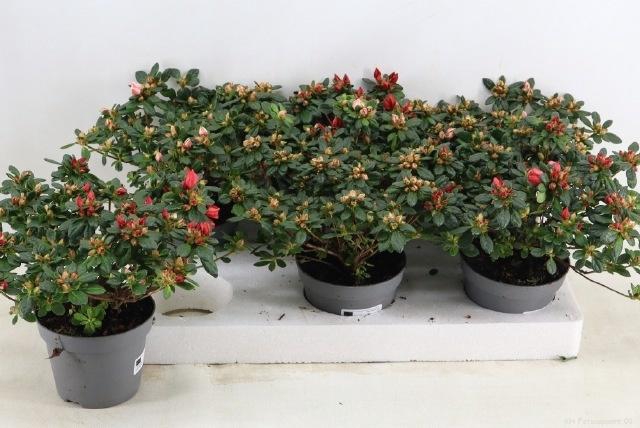 <h4>RHODO SI GEM</h4>