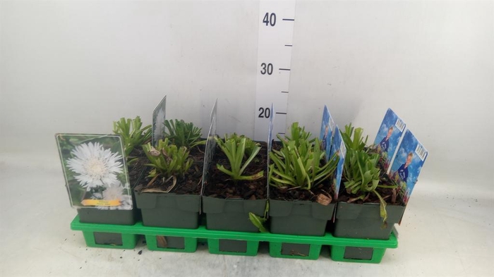 <h4>Stokesia laevis</h4>