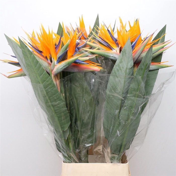 <h4>Strelitzia Reginae Super</h4>