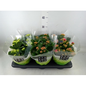 Kalanchoe blos.   ..rosebud mix  4