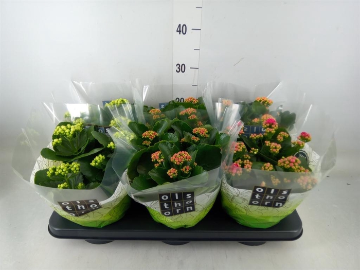<h4>Kalanchoe blos.   ..rosebud mix  4</h4>
