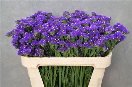<h4>Lim S Blue Sun Birds</h4>