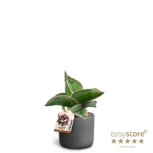 SANSEVIERIA EHRENBERGII