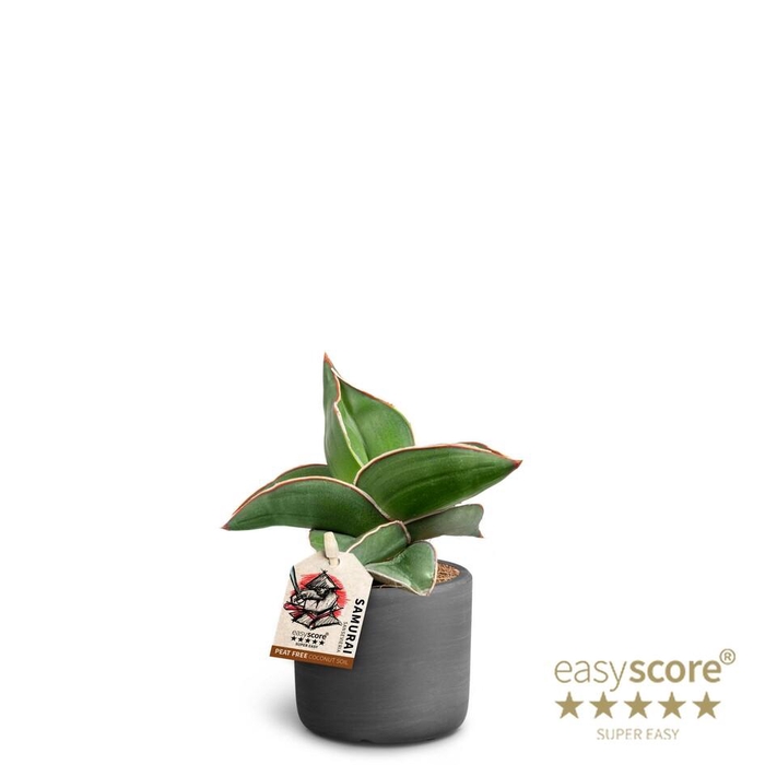 <h4>SANSEVIERIA EHRENBERGII</h4>