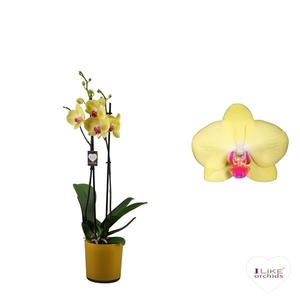 Phalaenopsis Miraflore - 2 tak 70cm in Jackson Yellow