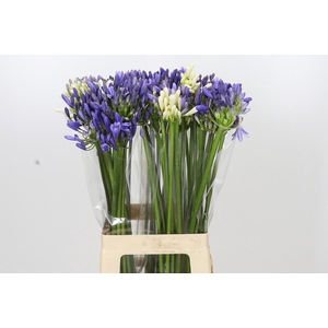 Agapanthus Mix