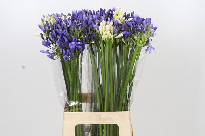 <h4>Agapanthus Mix</h4>
