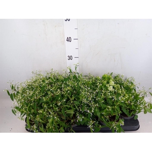 Euphorbia  'Loreen Compact White'