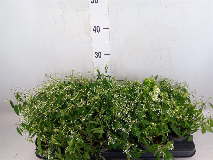 <h4>Euphorbia  'Loreen Compact White'</h4>