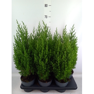 Juniperus chinensis 'Stricta'