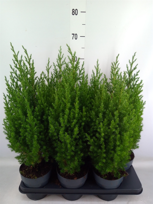 <h4>Juniperus chinensis 'Stricta'</h4>