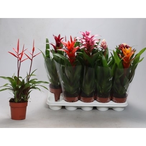BROMELIA GEM
