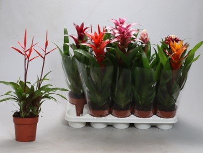 <h4>BROMELIA GEM</h4>
