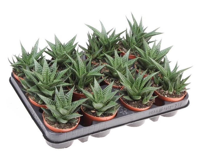 Haworthia Limifolia AL8022