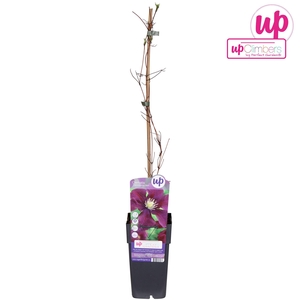 Clematis Warszawska Nike