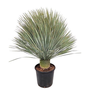 Yucca Rostrata
