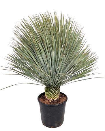 <h4>Yucca Rostrata 33</h4>