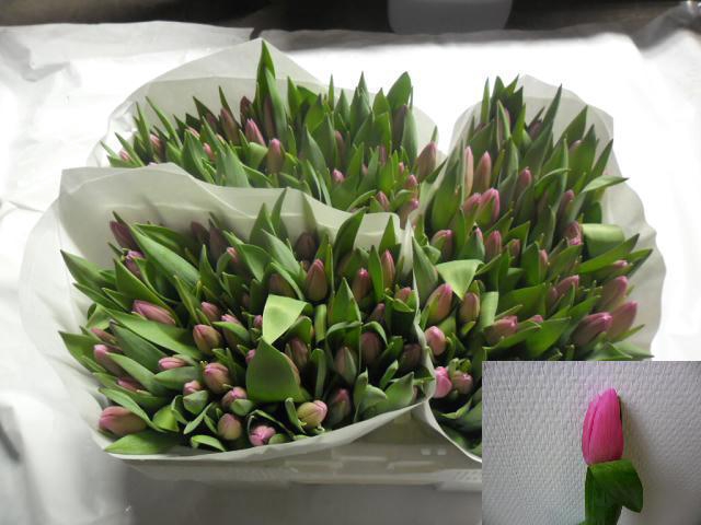 <h4>TU EN JUMBO PINK</h4>