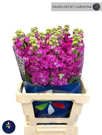 <h4>Matth Iron Rose (it.)</h4>