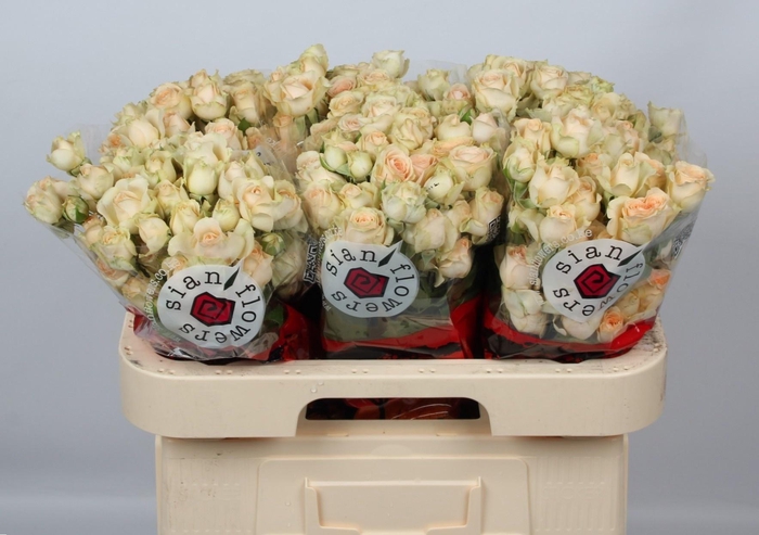 <h4>R TR SANCERRE</h4>