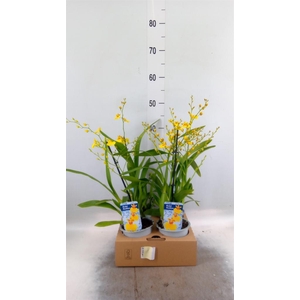 Oncidium   ...