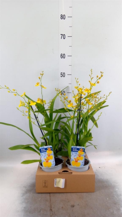 Oncidium   ...